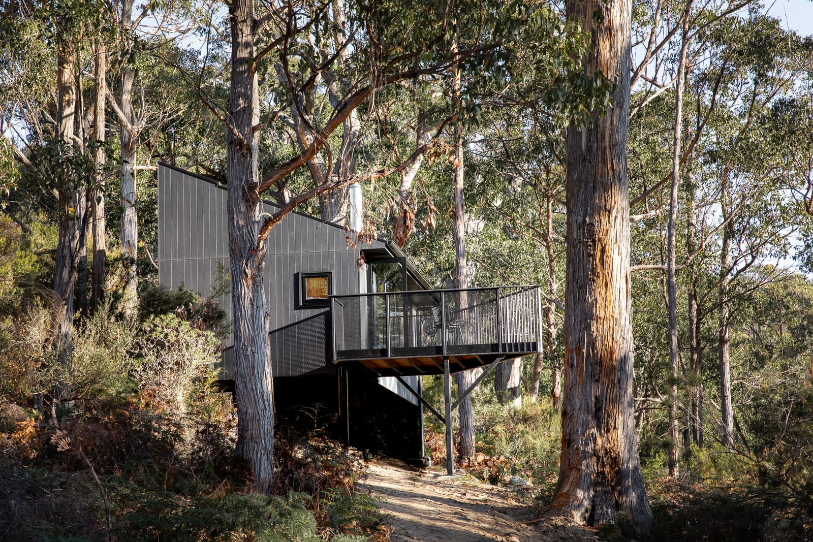 The cabin seen from below through the gum trees, its dark form and cantilevered deck raised on posts above the fern-covered slope.