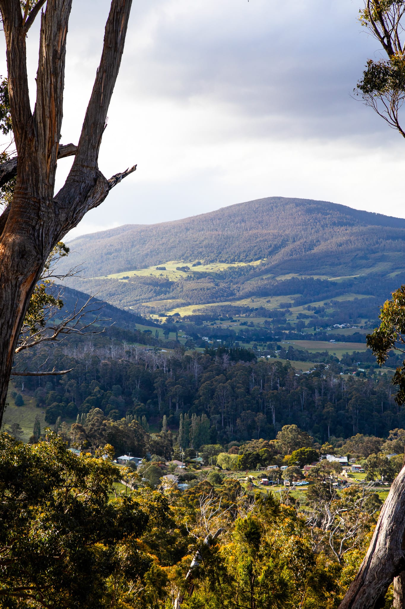 The Huon Valley seen through eucalypts from Hunter, green farmland and the township below a long forested ridge