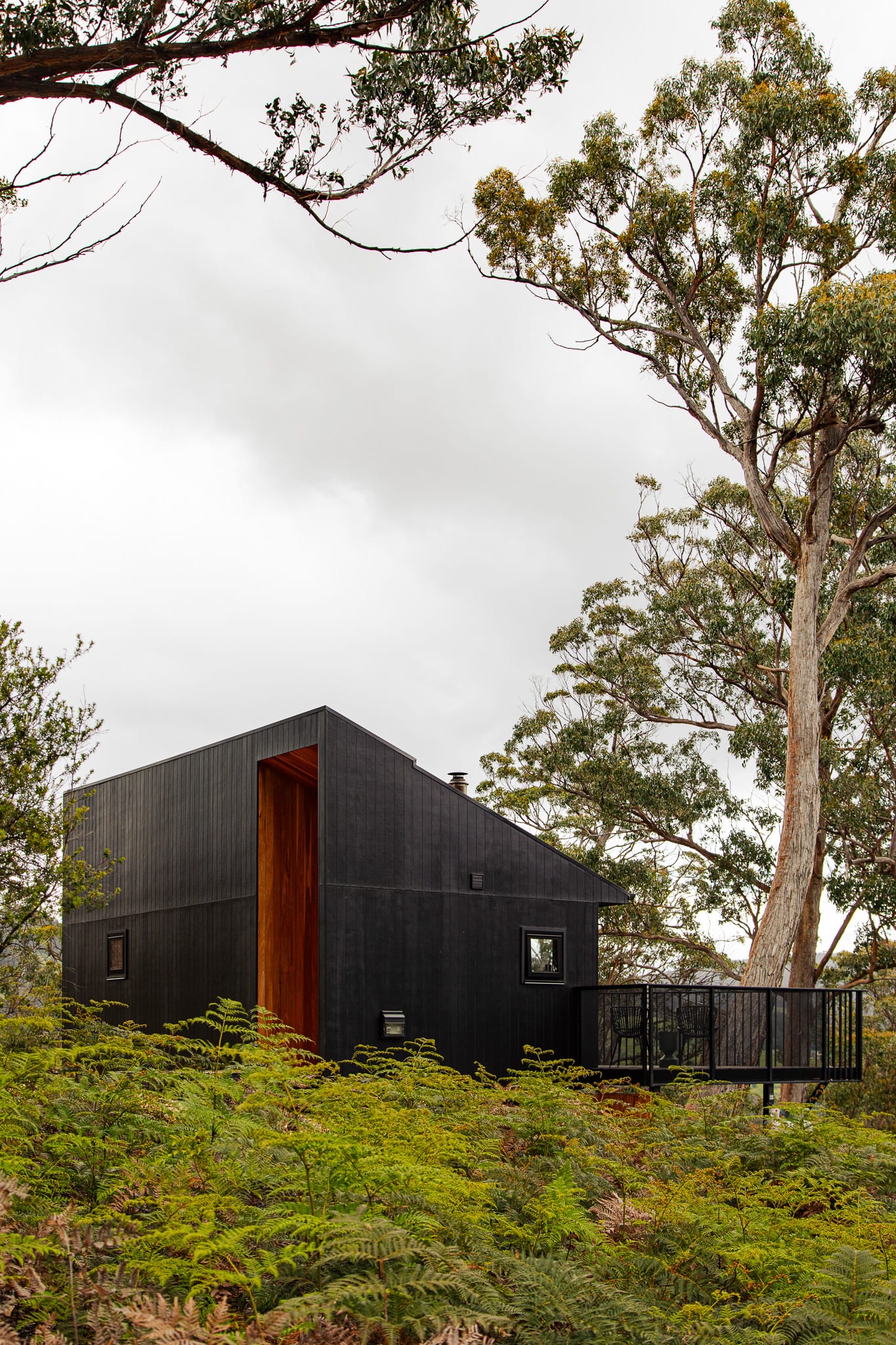 A black timber Hunter cabin standing above a sea of tree ferns, its warm timber entry open to the bush and a tall eucalypt beside it